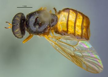 Media type: image;   Entomology 32553 Aspect: habitus dorsal view